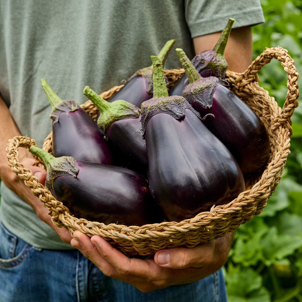 Bonanza Eggplant