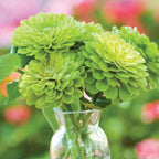 Tequila Lime Zinnia