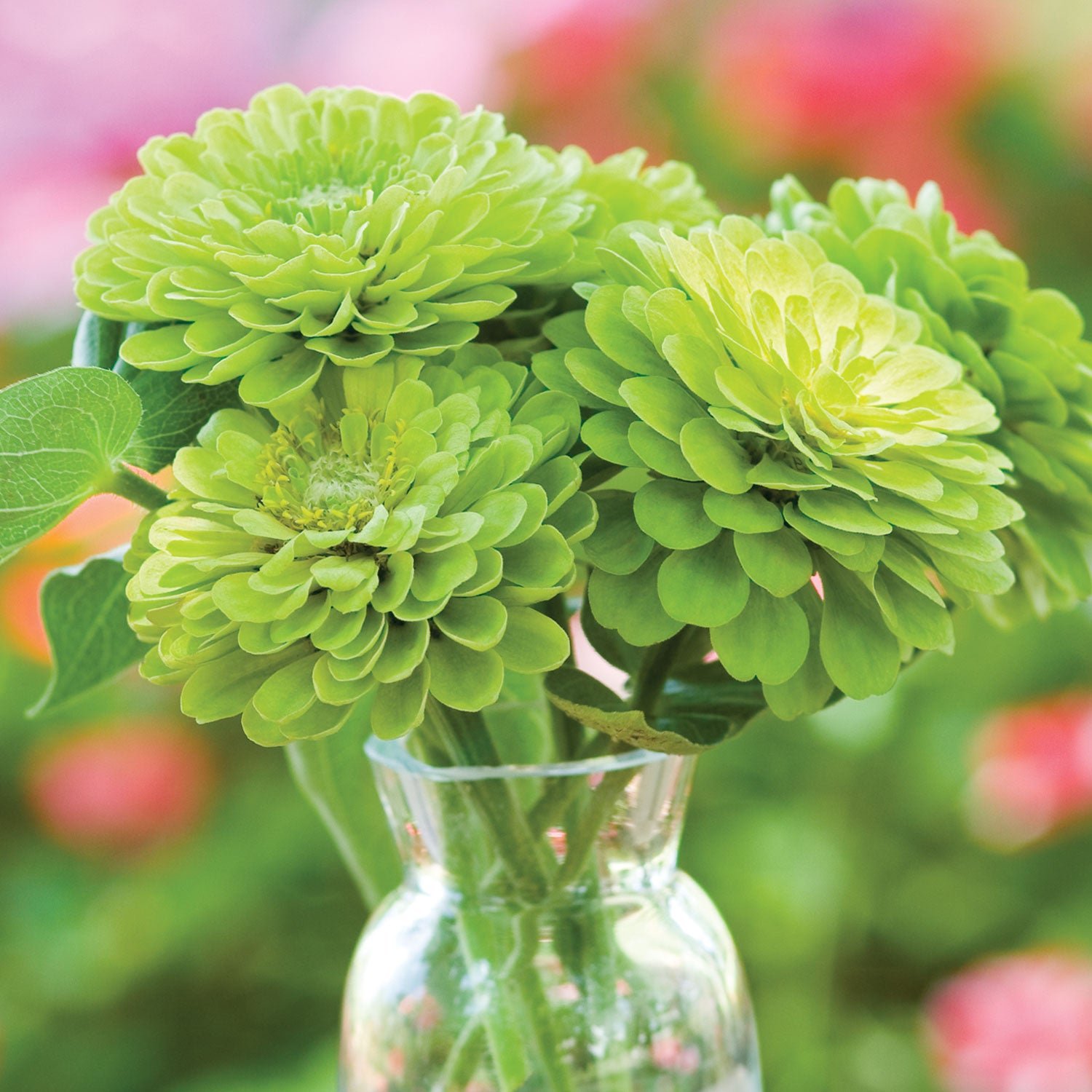Tequila Lime Zinnia