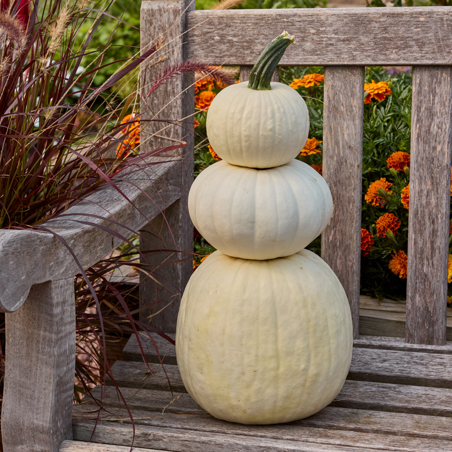 Snowman Mix Pumpkin