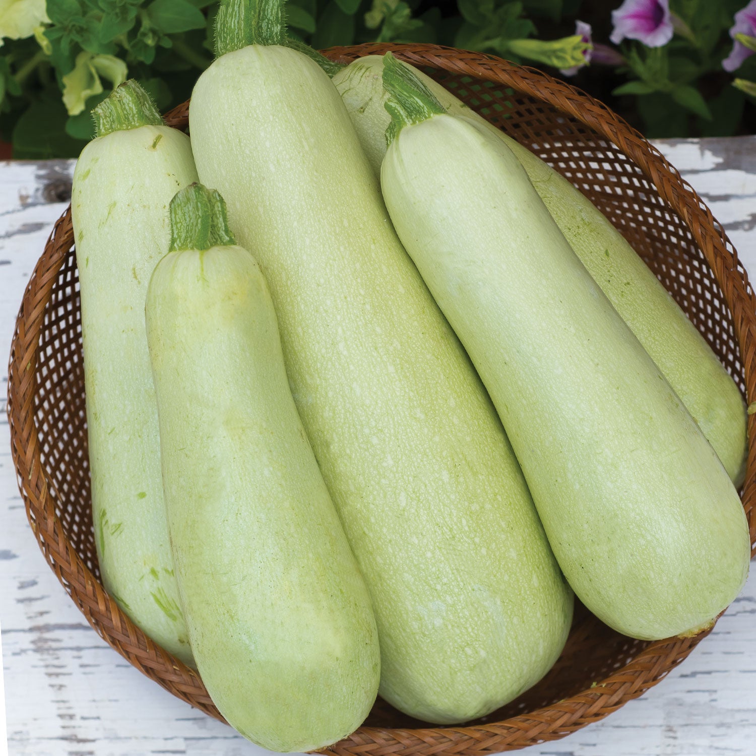 Summer Zucchini Limelight Squash