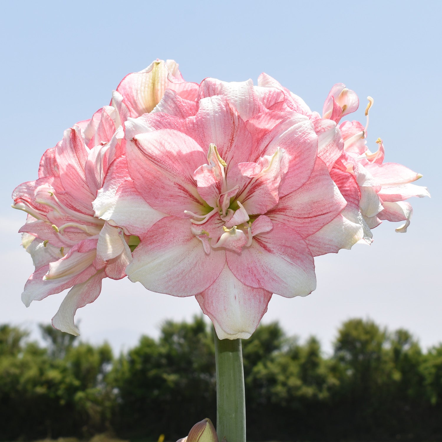 Amaryllis, Tika Disco