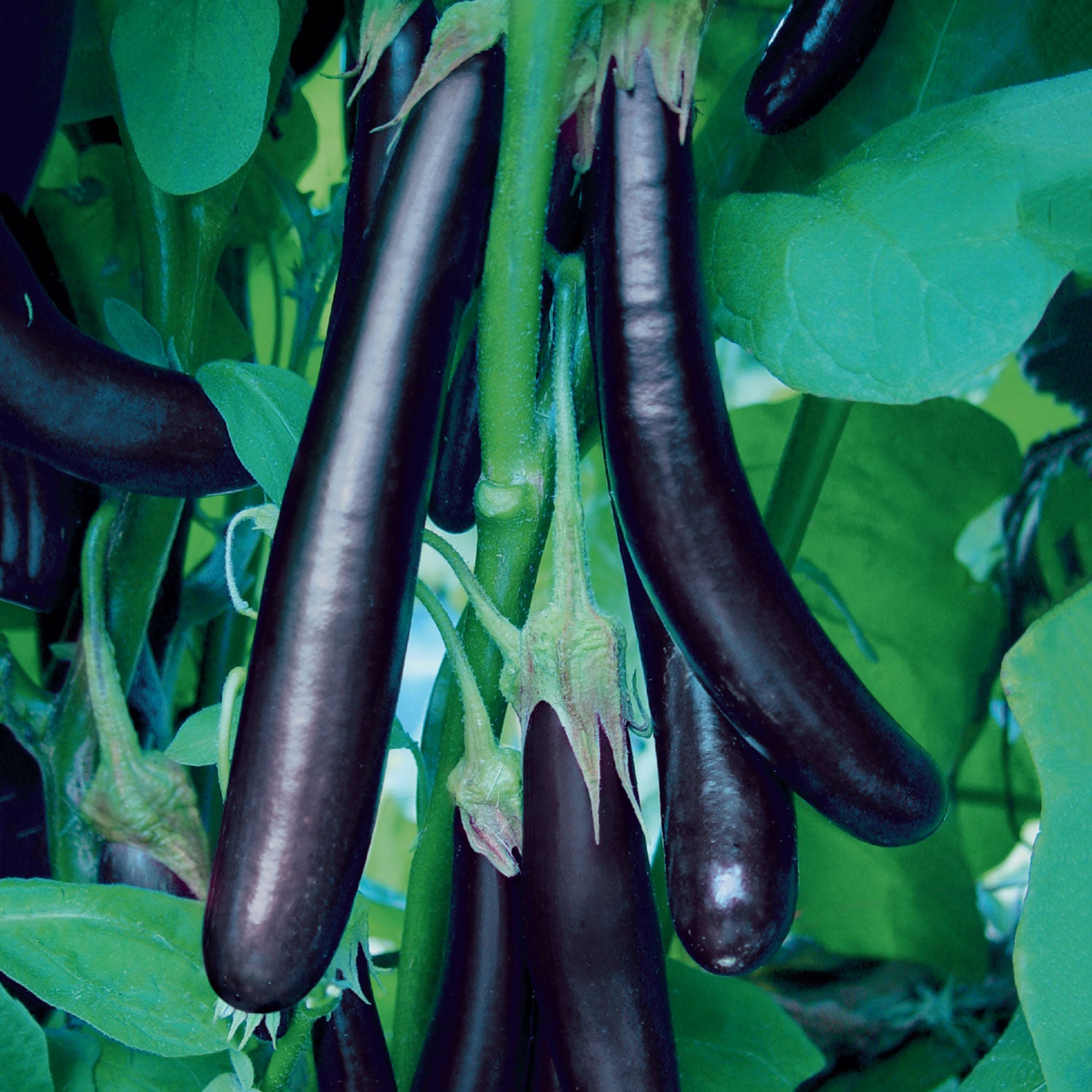 Long Purple Organic Eggplant
