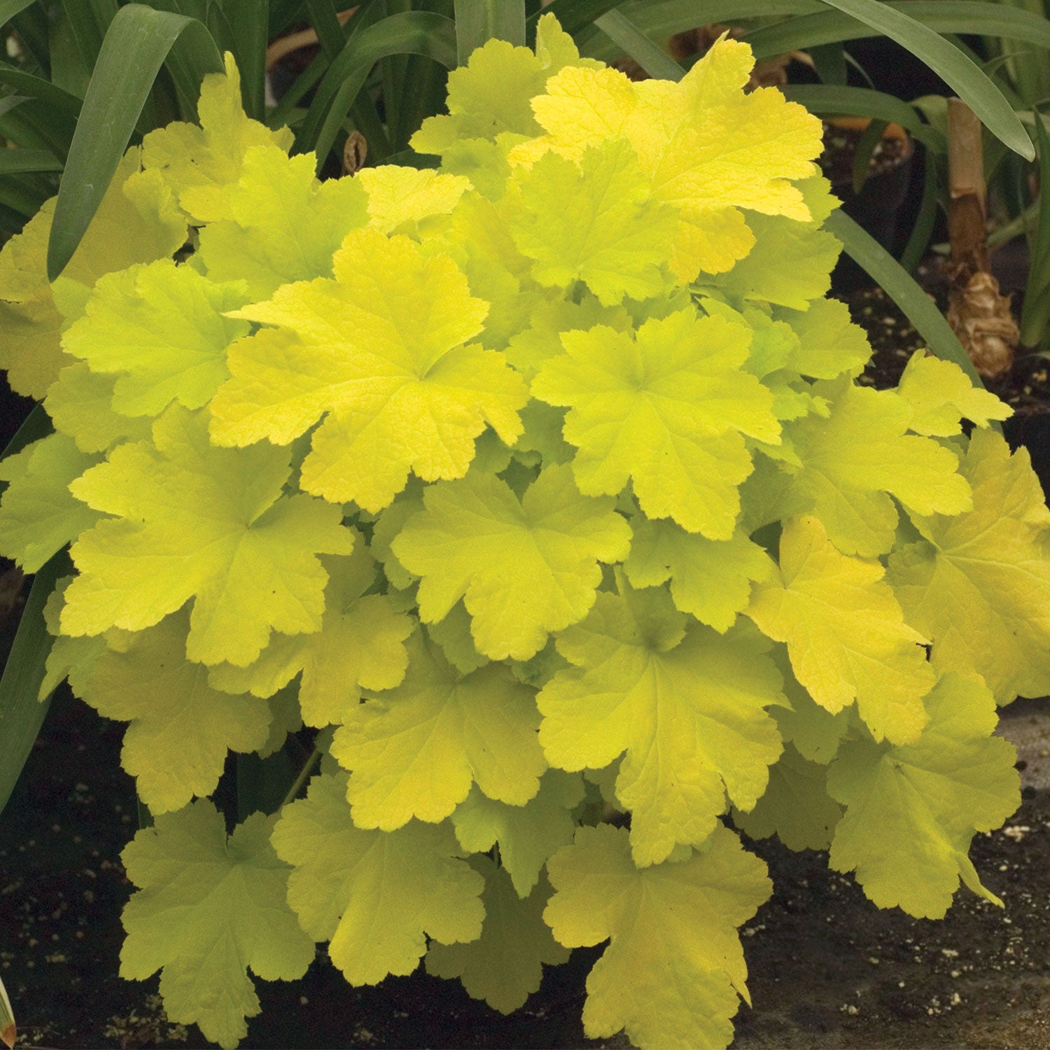 Citronelle Heuchera