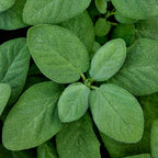 Broad Leaf Sage