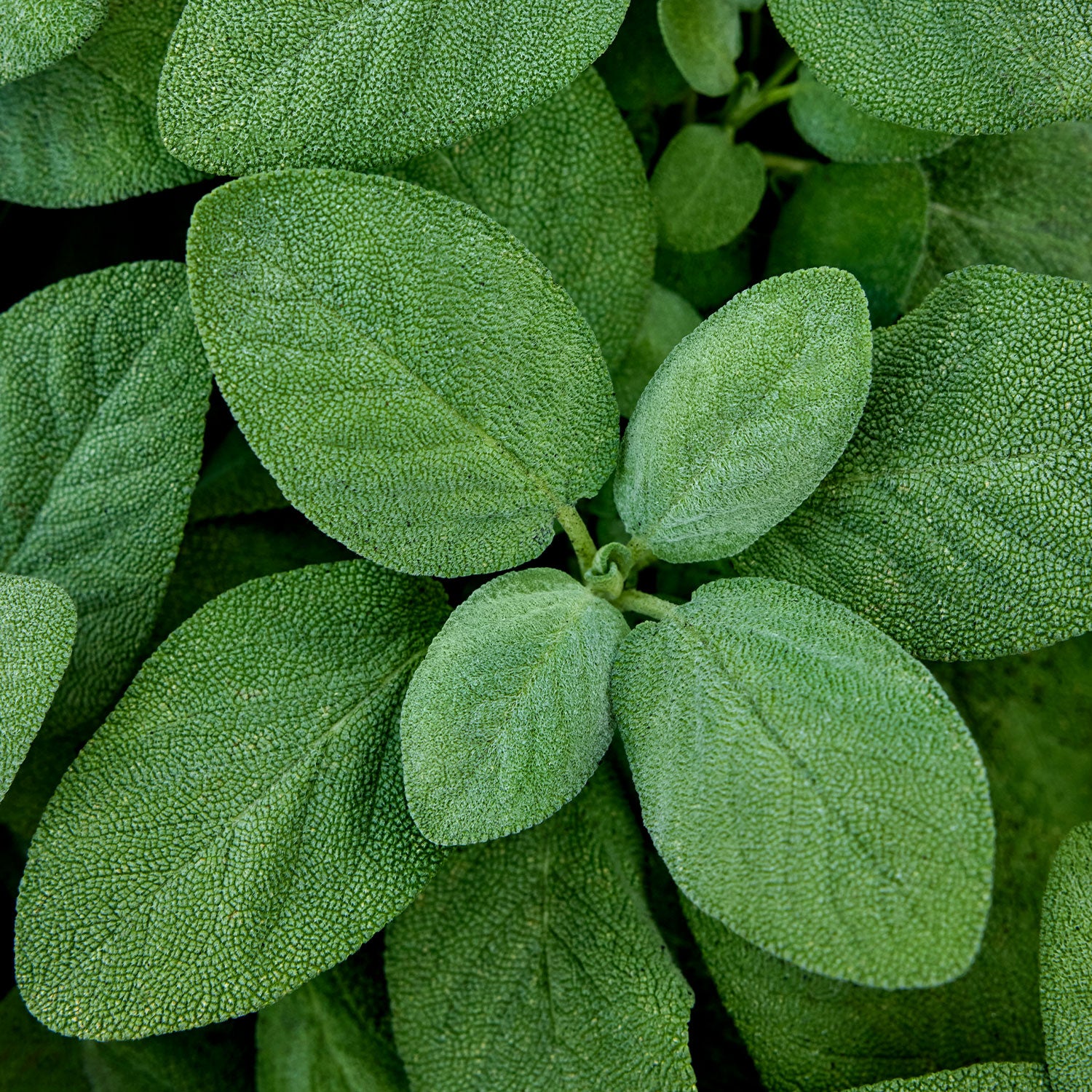 Broad Leaf Sage
