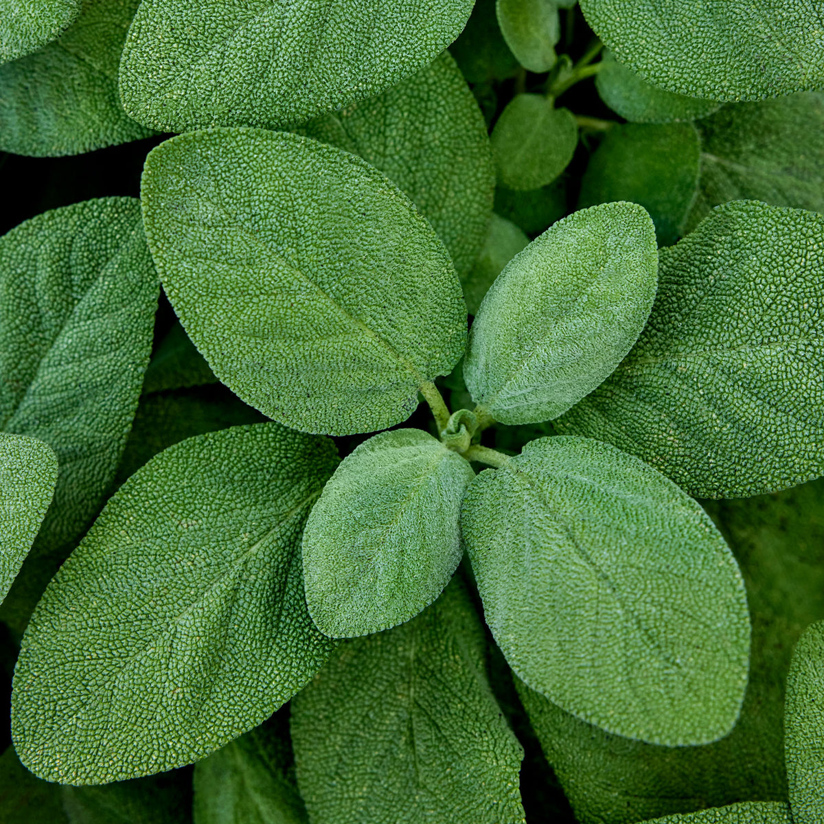 Broad Leaf Sage
