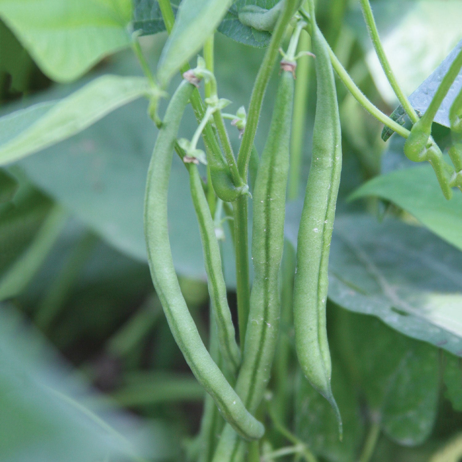 French Filet Stringless Bush Bean