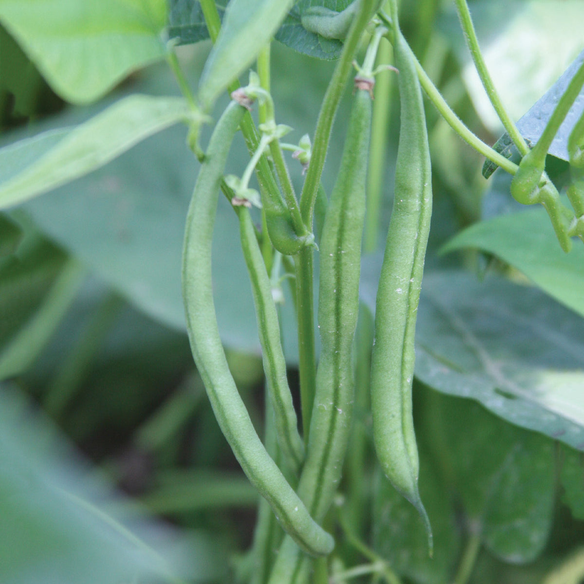 French Filet Stringless Bush Bean