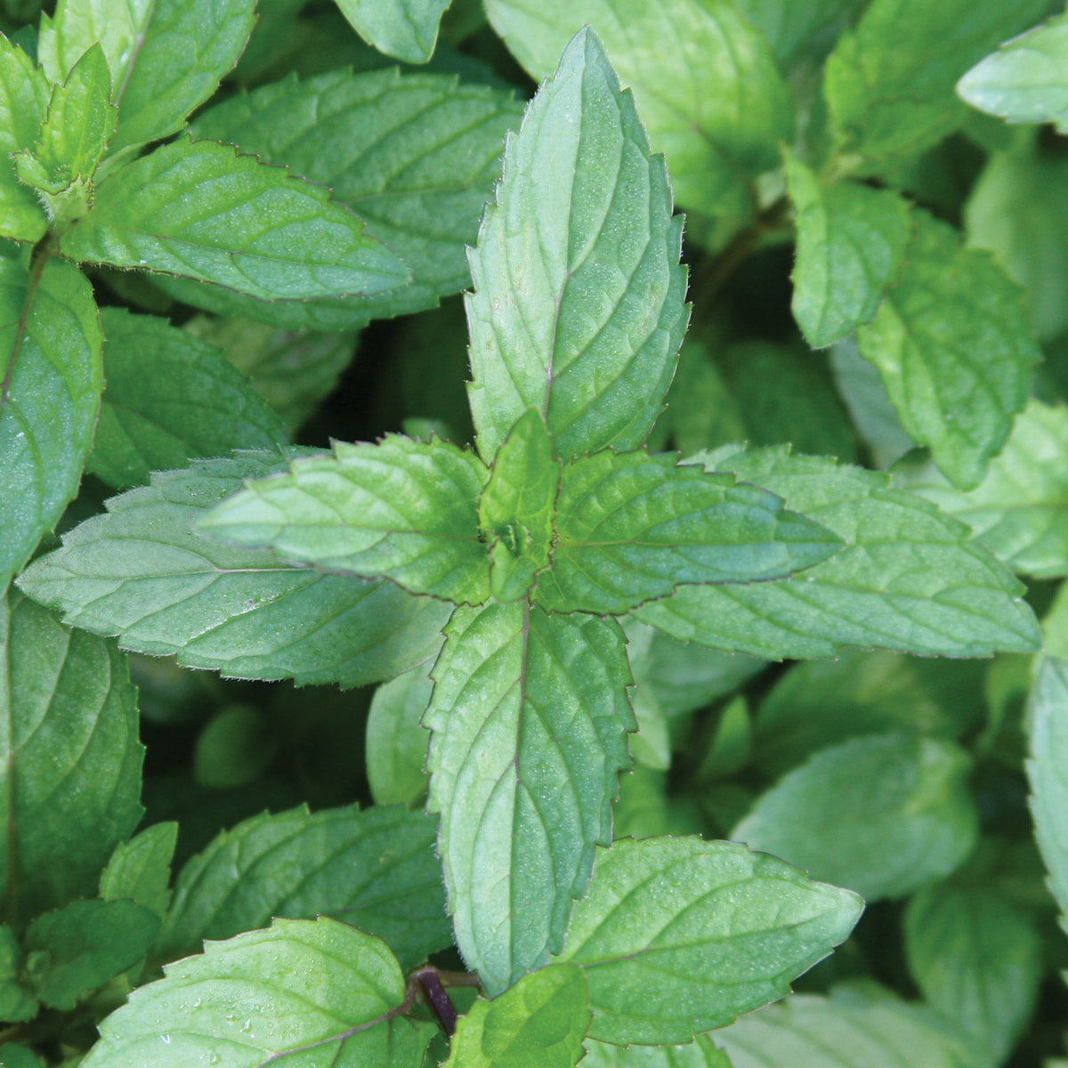 Peppermint Mint