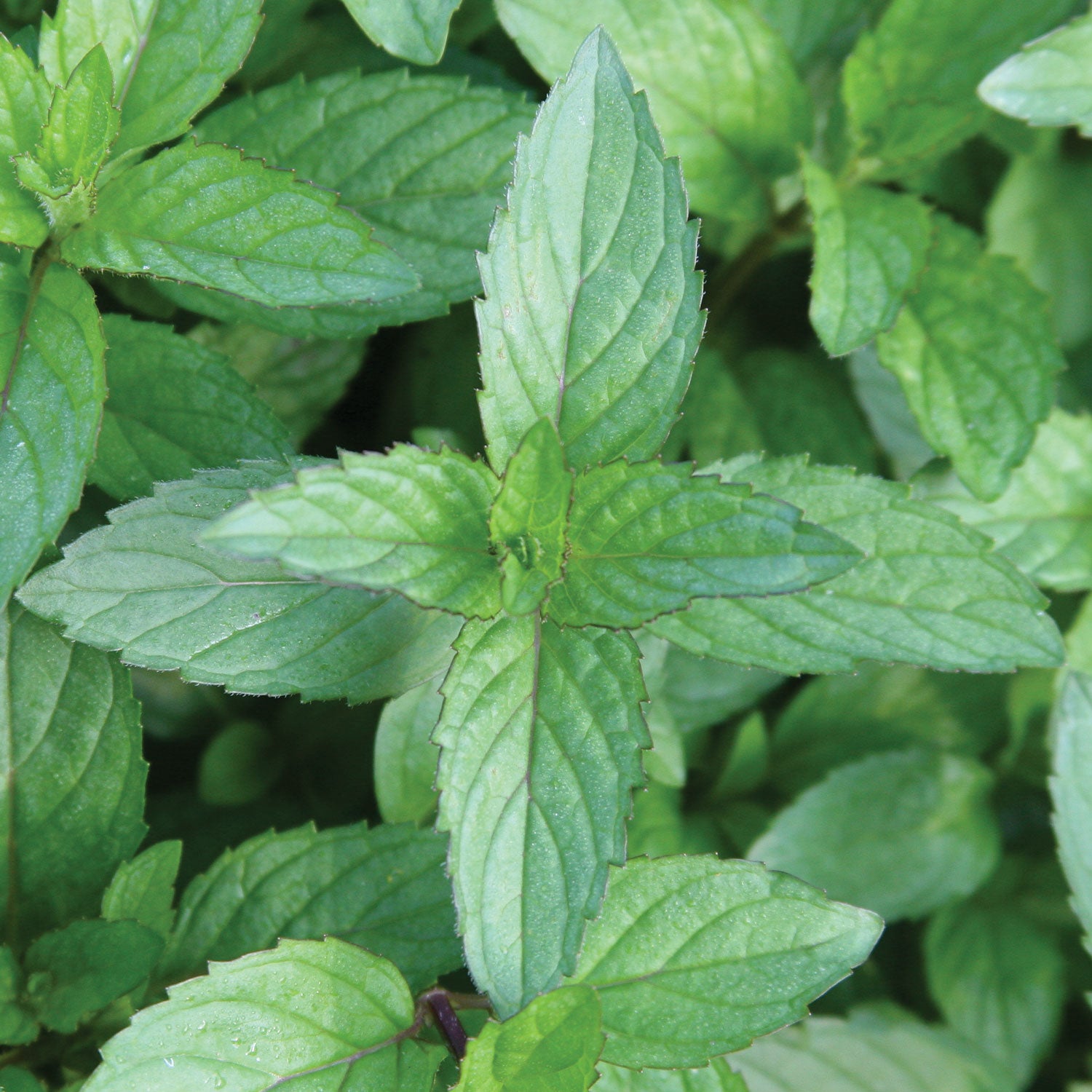 Peppermint Mint