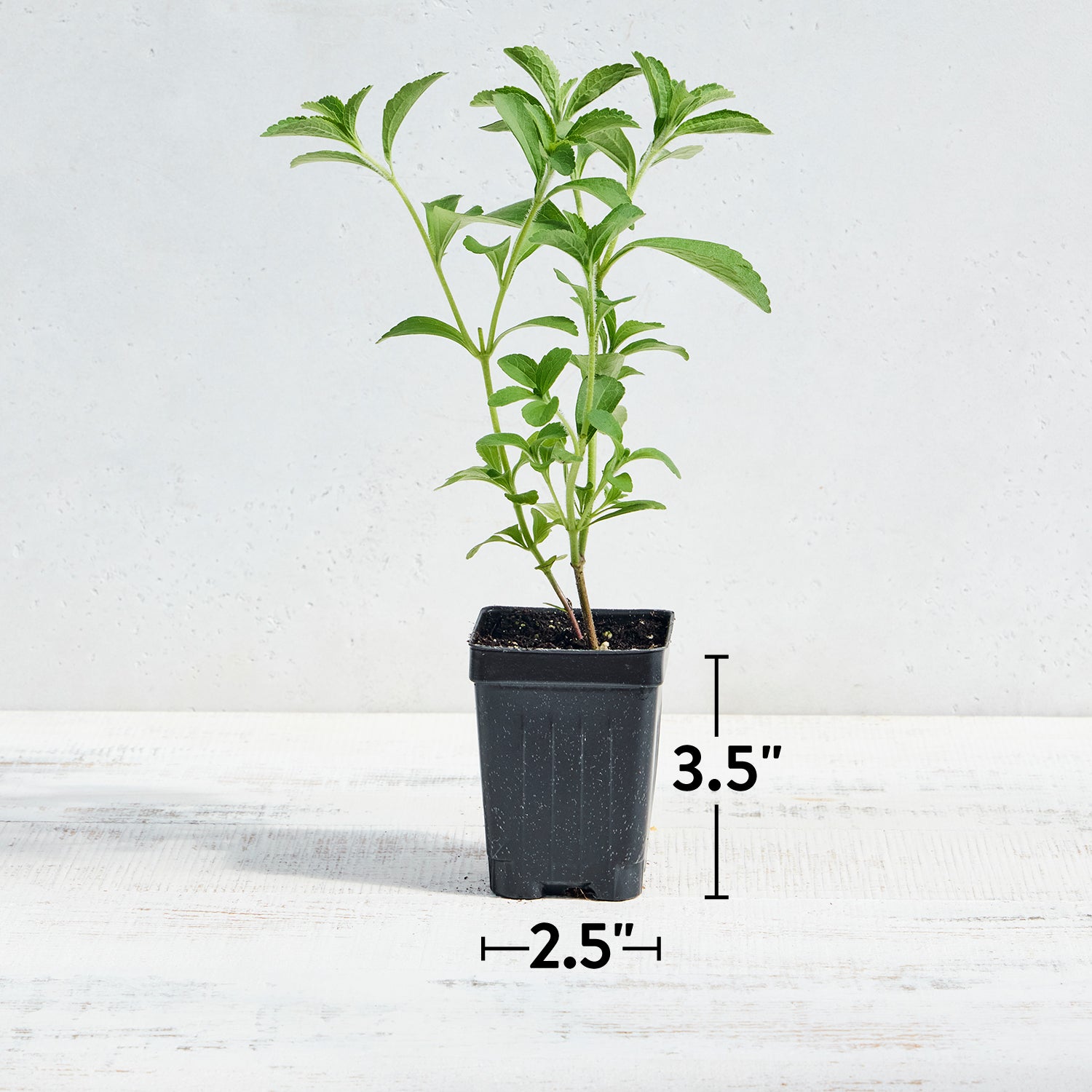 Sweet Leaf Stevia