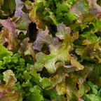 Red Salad Bowl Lettuce