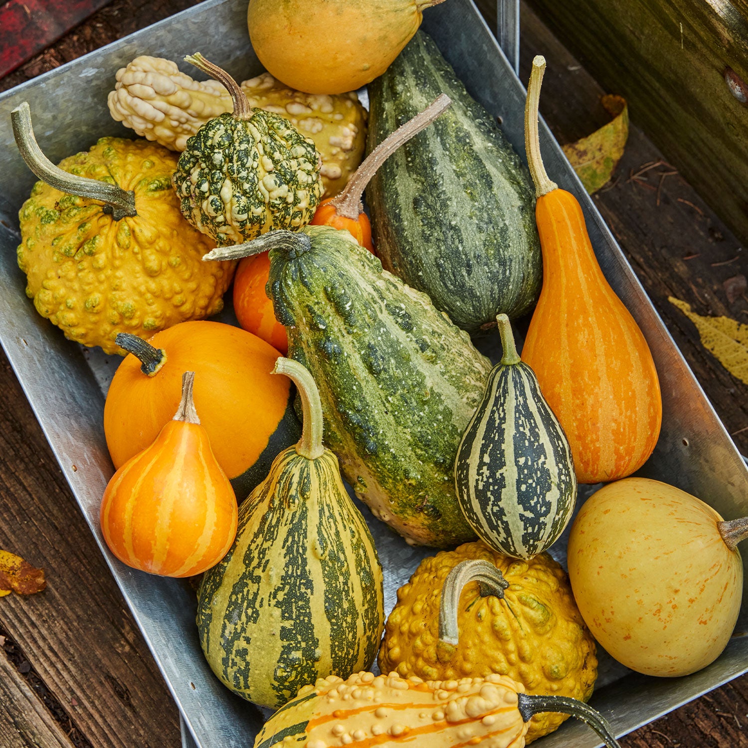 Small Fancy Mix Ornamental Gourd