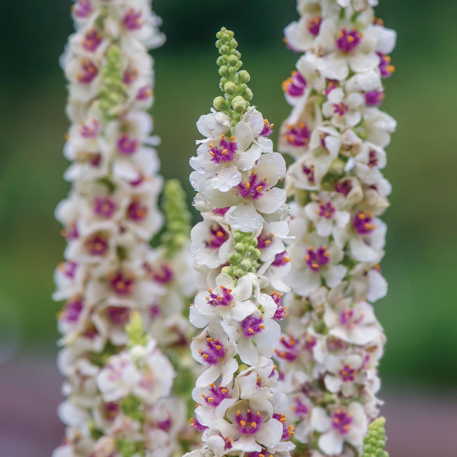 Snowy Spires Verbascum