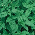 Sweet Basil