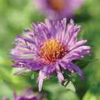 Purple Dome Aster
