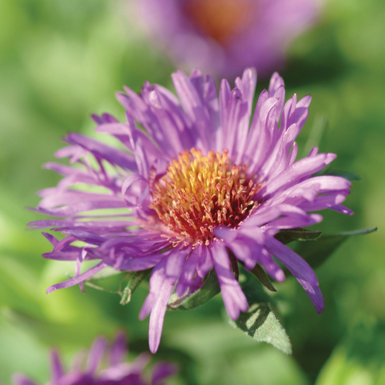Purple Dome Aster