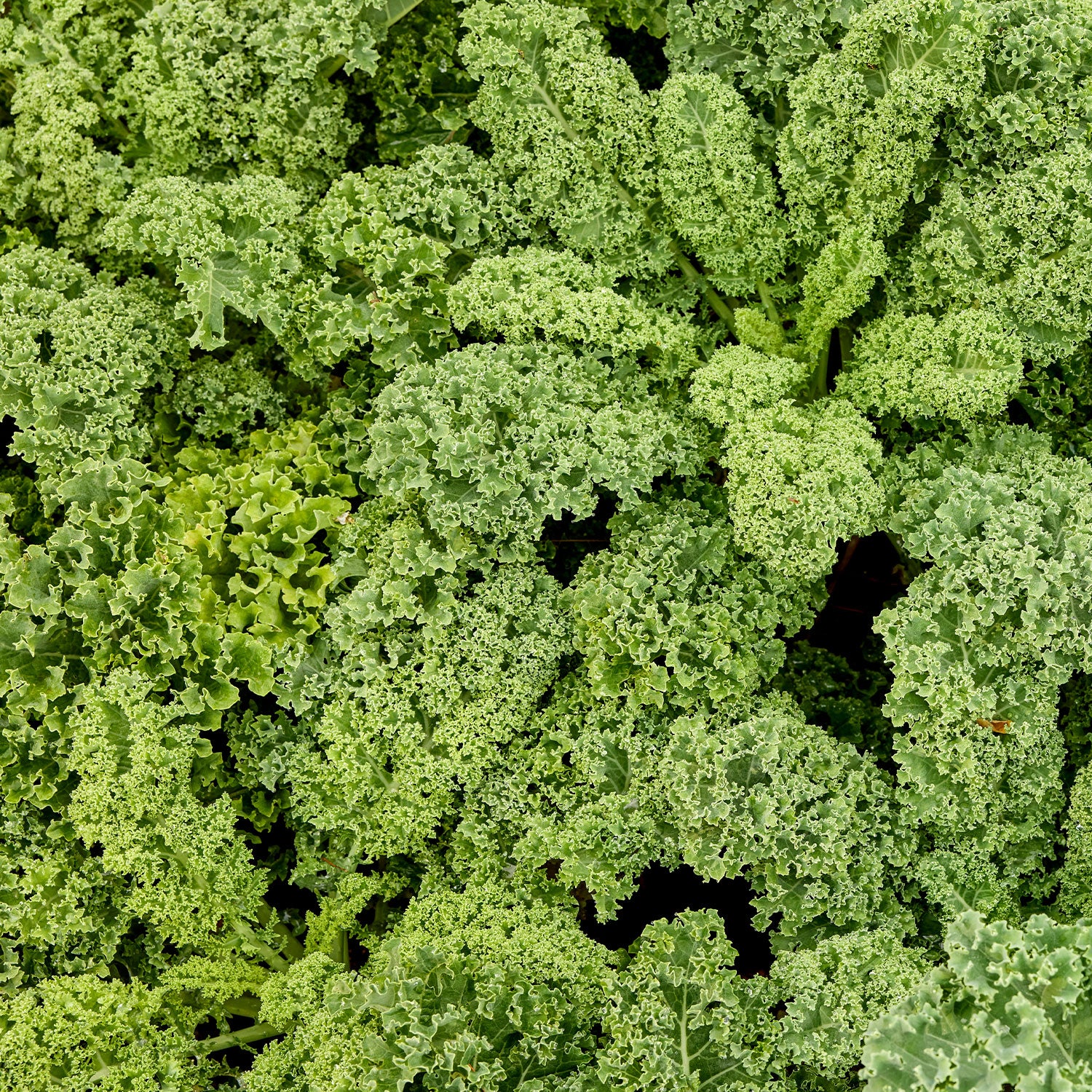 Prizm Kale