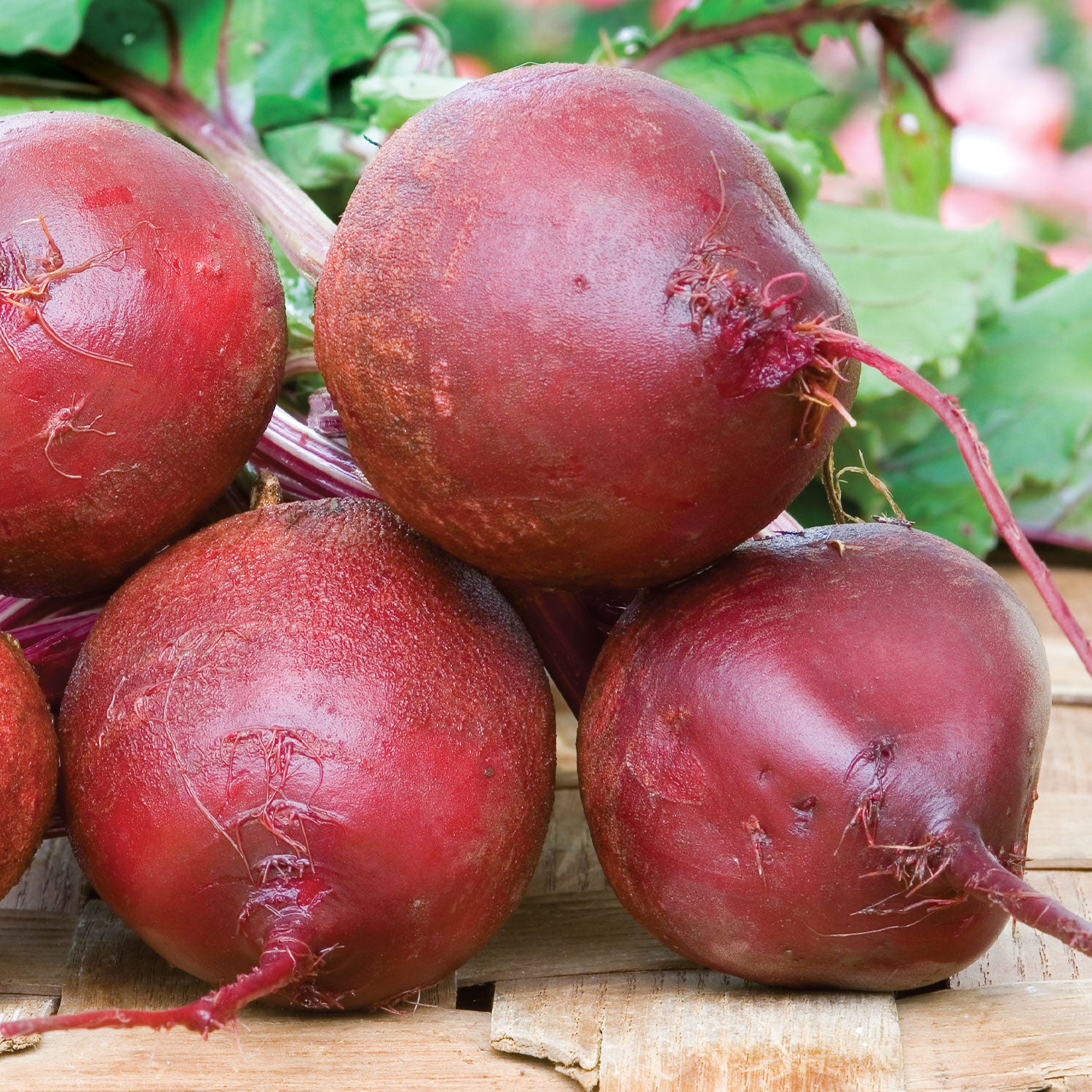 Detroit Supreme Beet
