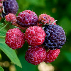 Tahi Raspberry