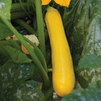 Butterstick Summer Squash