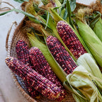Ultra Violet Corn