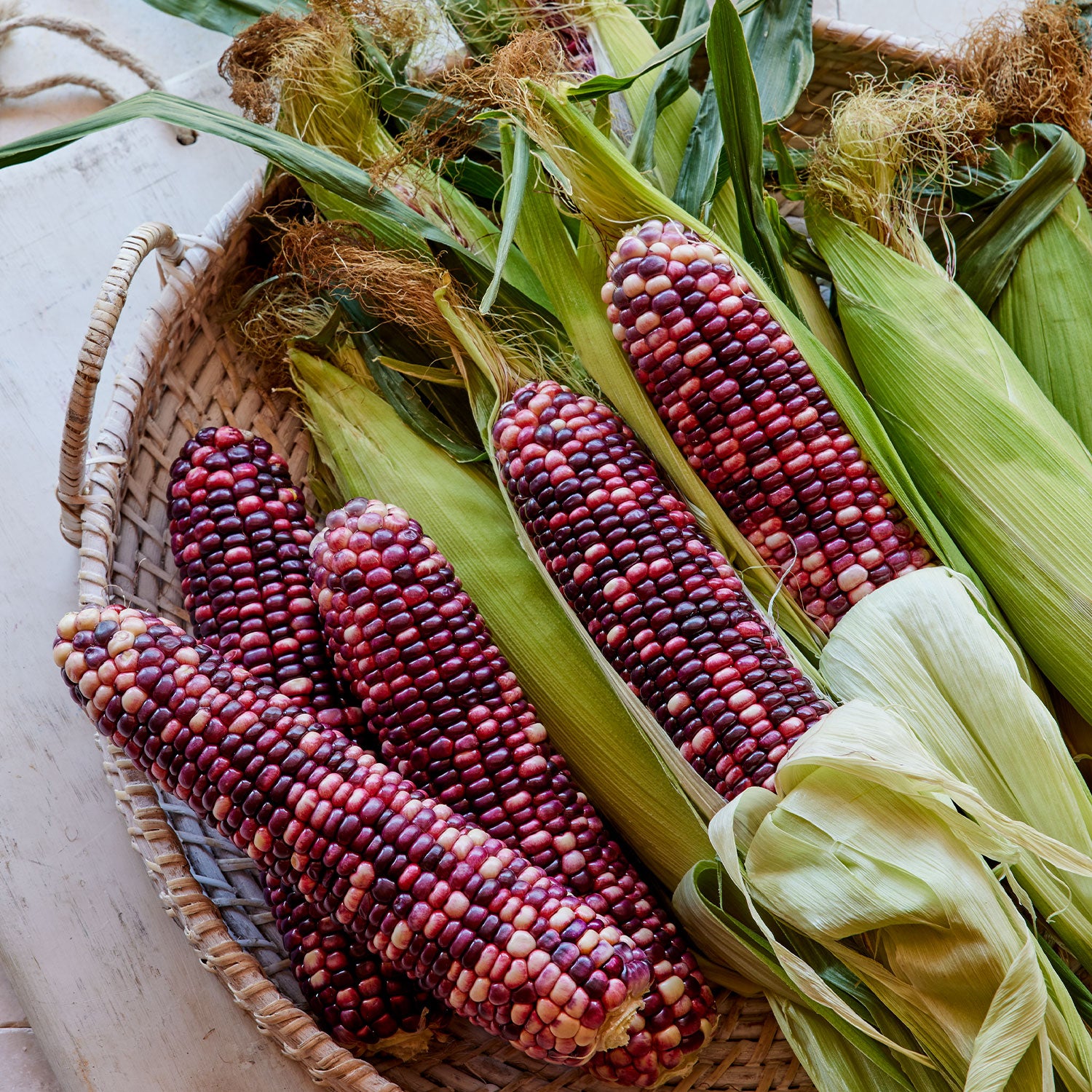 Ultra Violet Corn