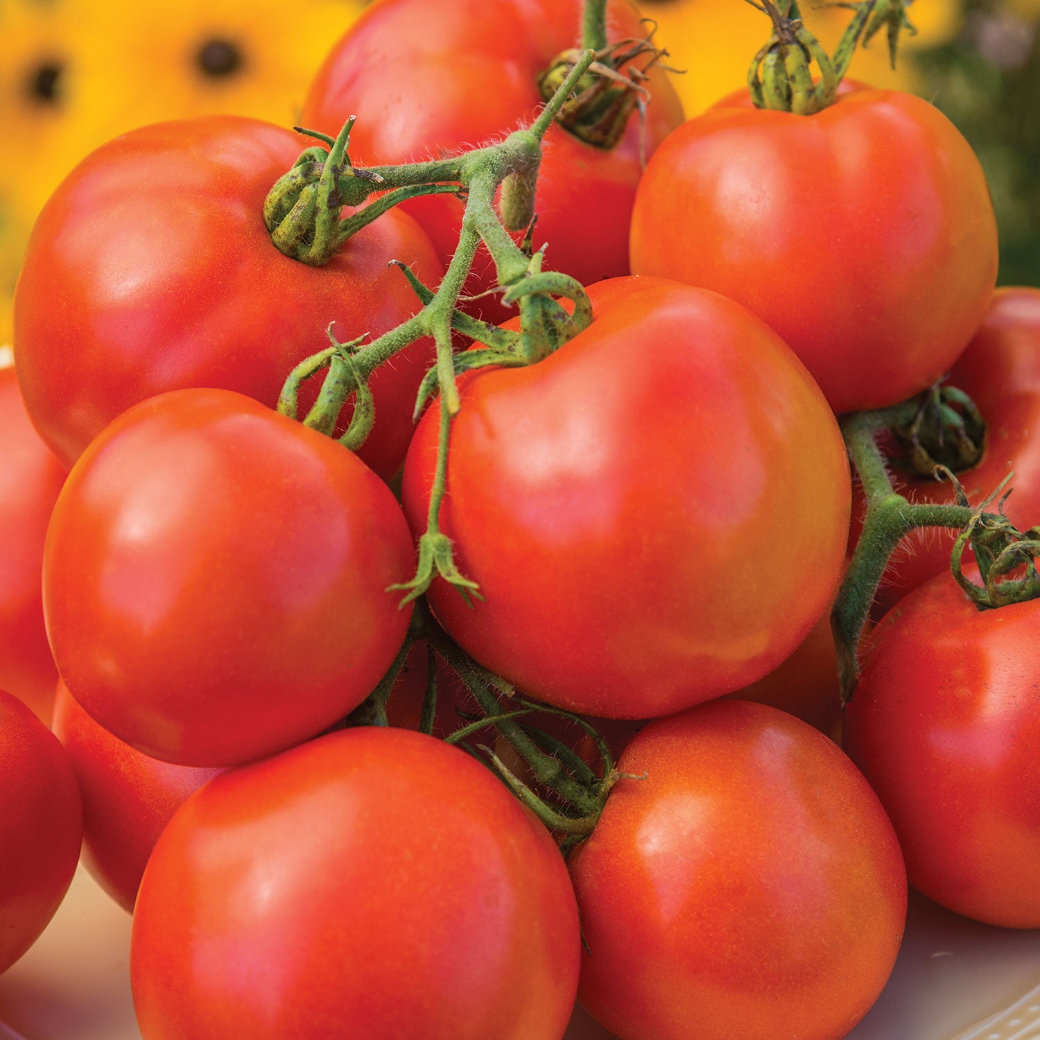 Oh Happy Day Tomato