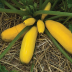 Burpee Golden Zucchini Summer Squash