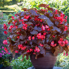 Viking XL Red on Chocolate Begonia