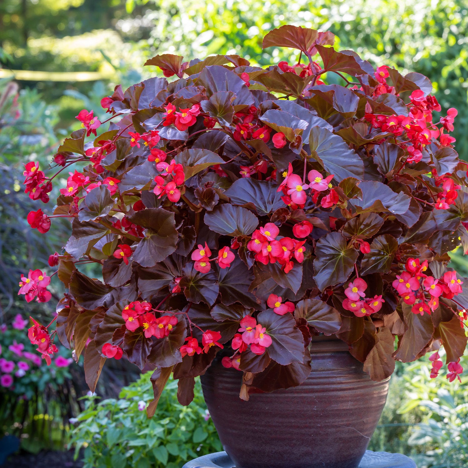 Viking XL Red on Chocolate Begonia