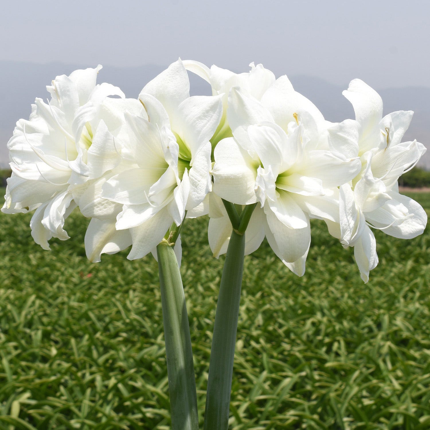 Alasca Amaryllis Bulb