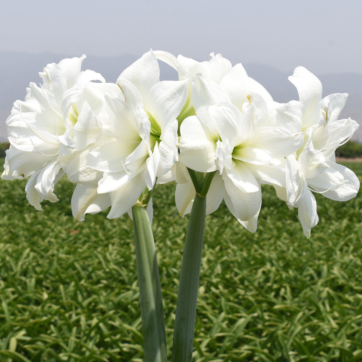 Alasca Amaryllis Bulb