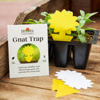 Sticky Gnat Trap
