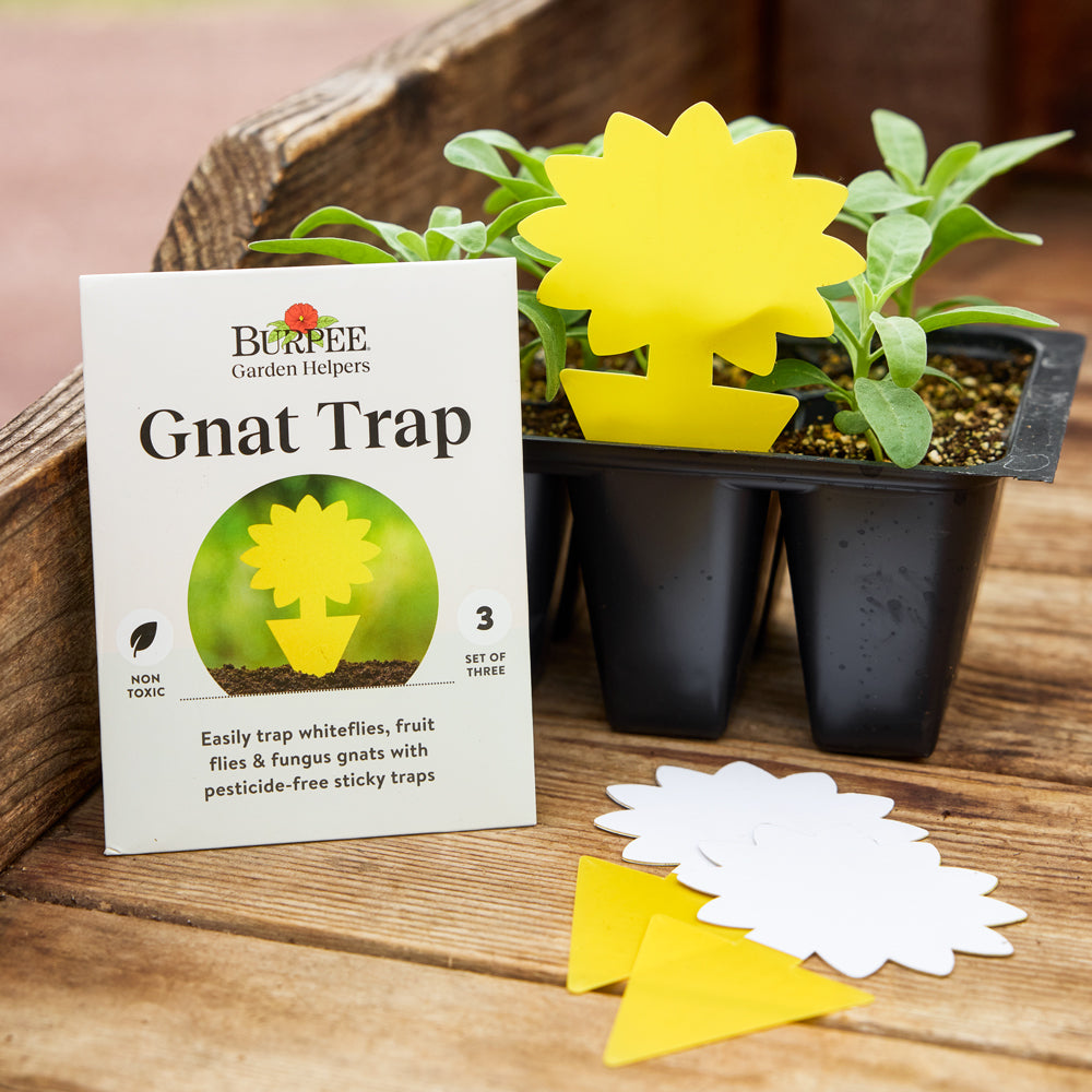 Sticky Gnat Trap