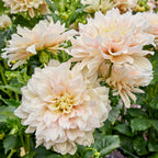 Break Out Dahlia Tubers