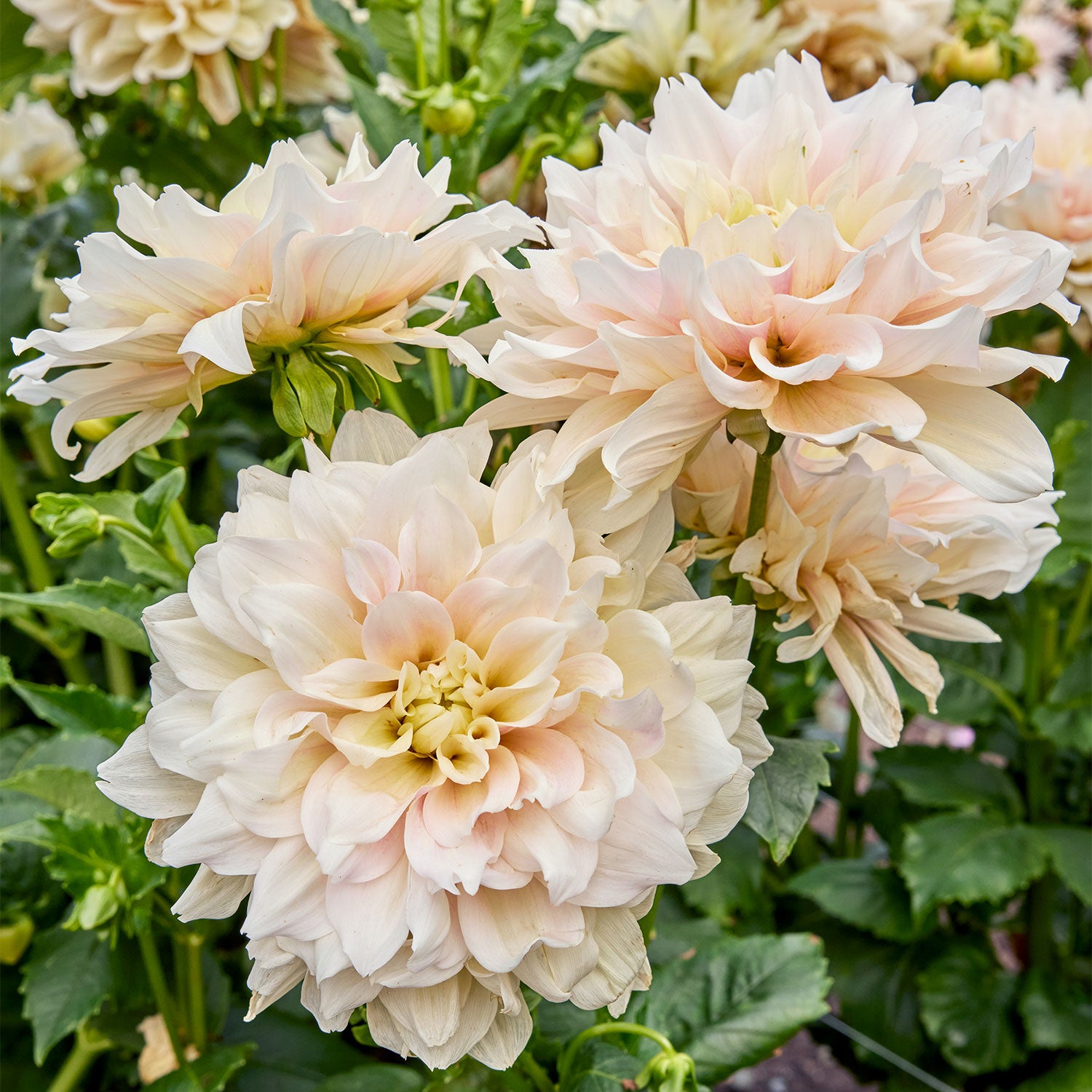 Break Out Dahlia Tubers
