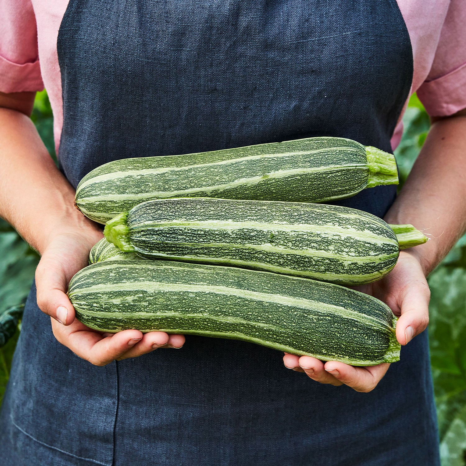 Italian Ribbed Zucchini Squash