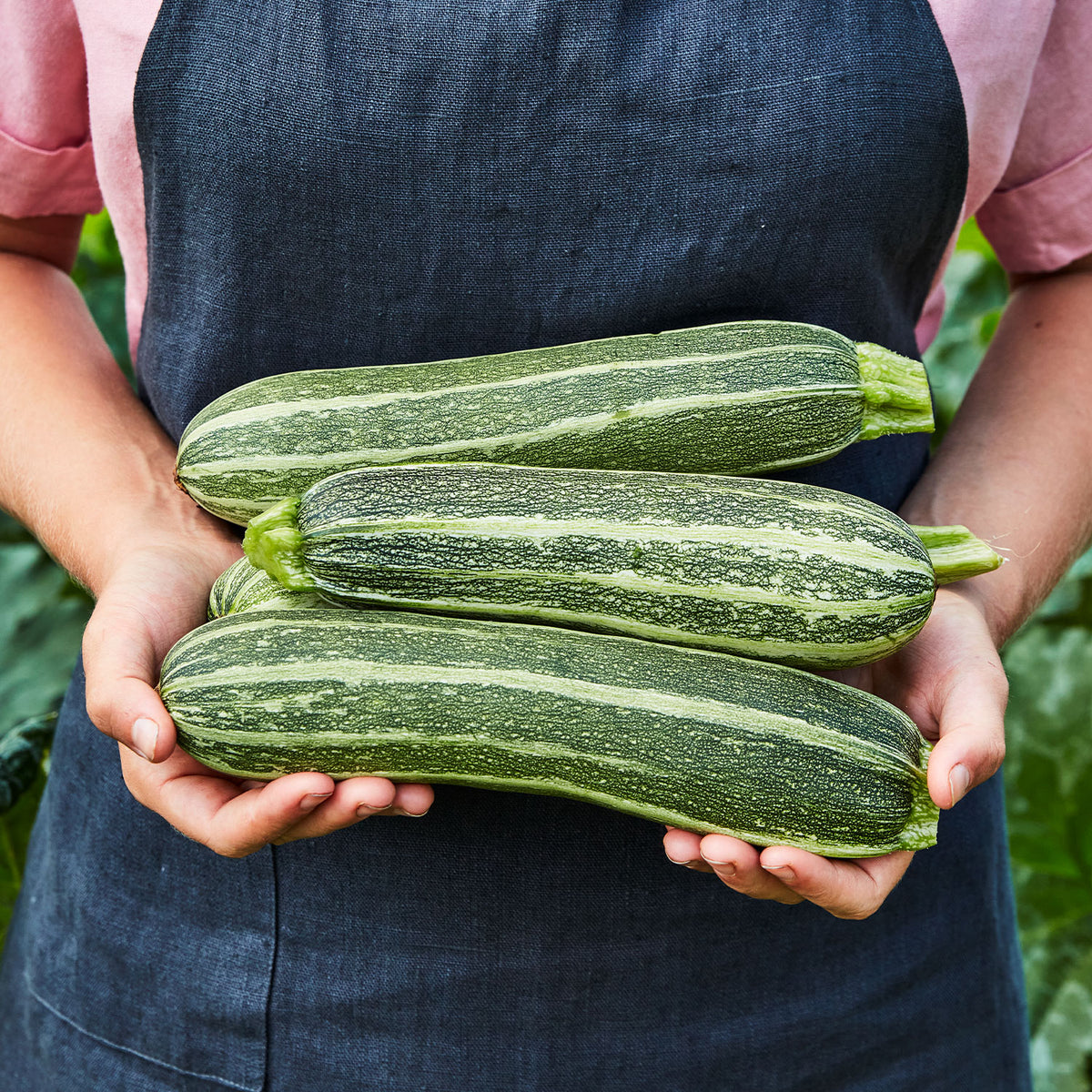 Italian Ribbed Zucchini Squash