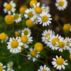 German Chamomile