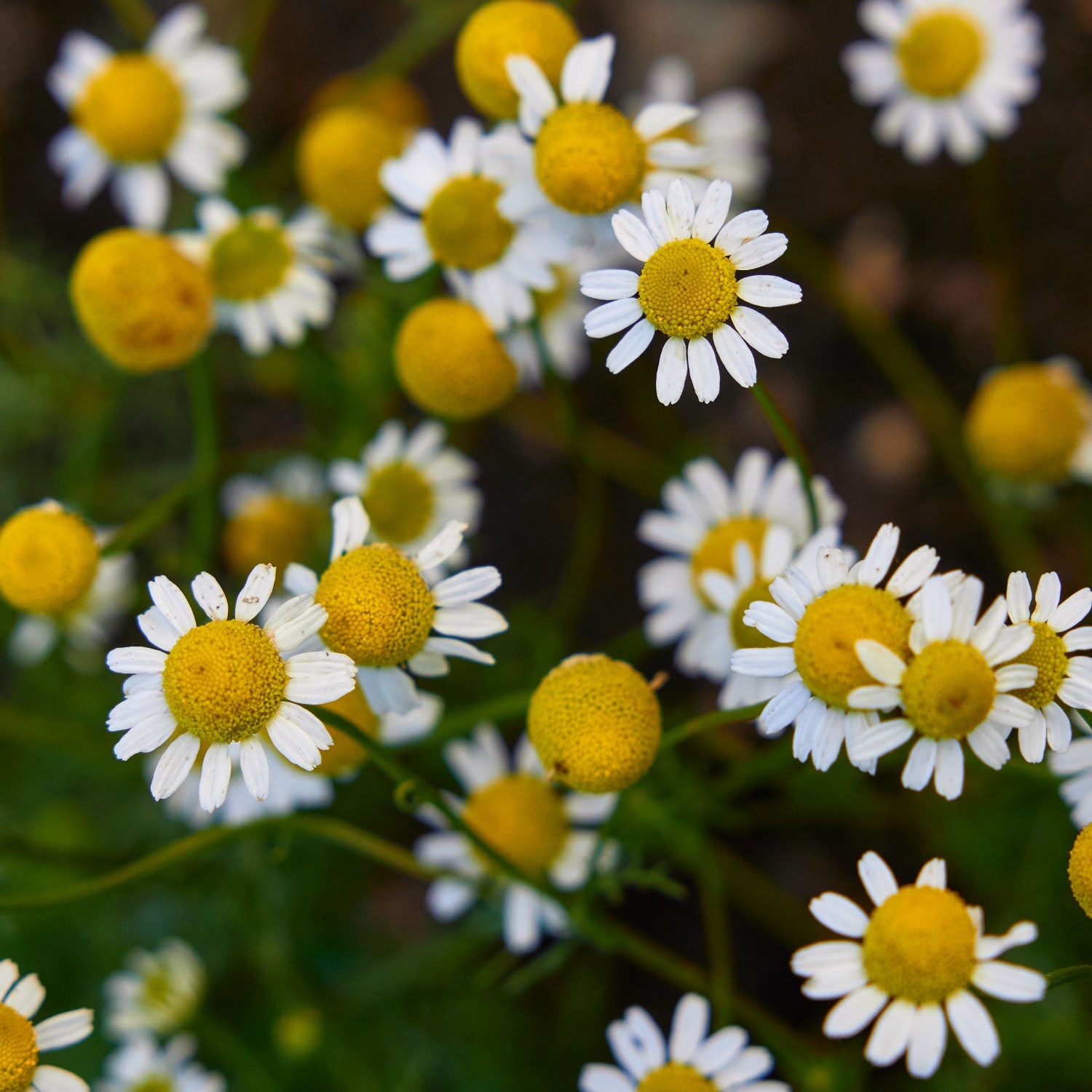 German Chamomile