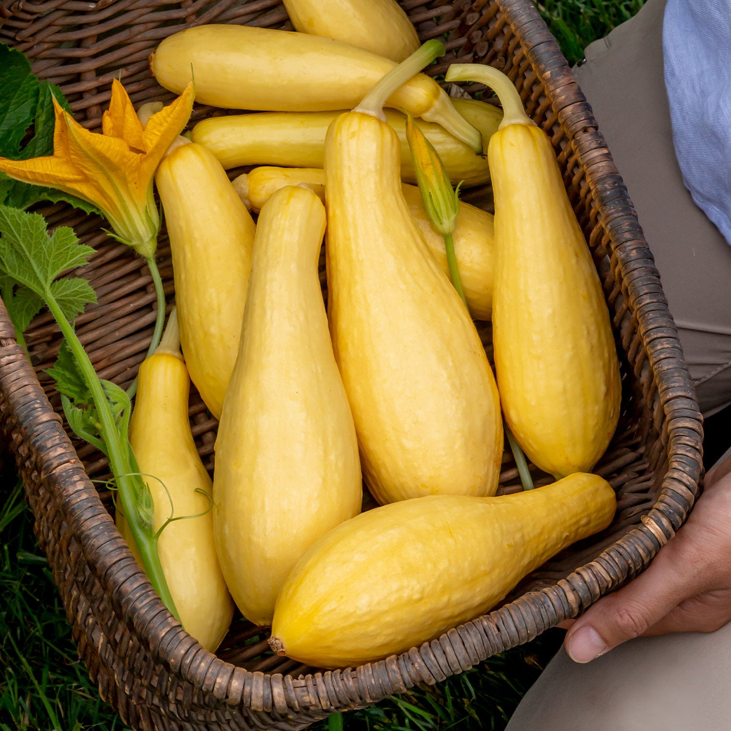 Saffron Summer Squash