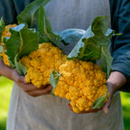 Clementine Cauliflower