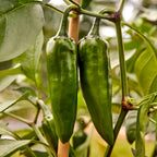Pot-a-Peño Hot Jalapeno Pepper