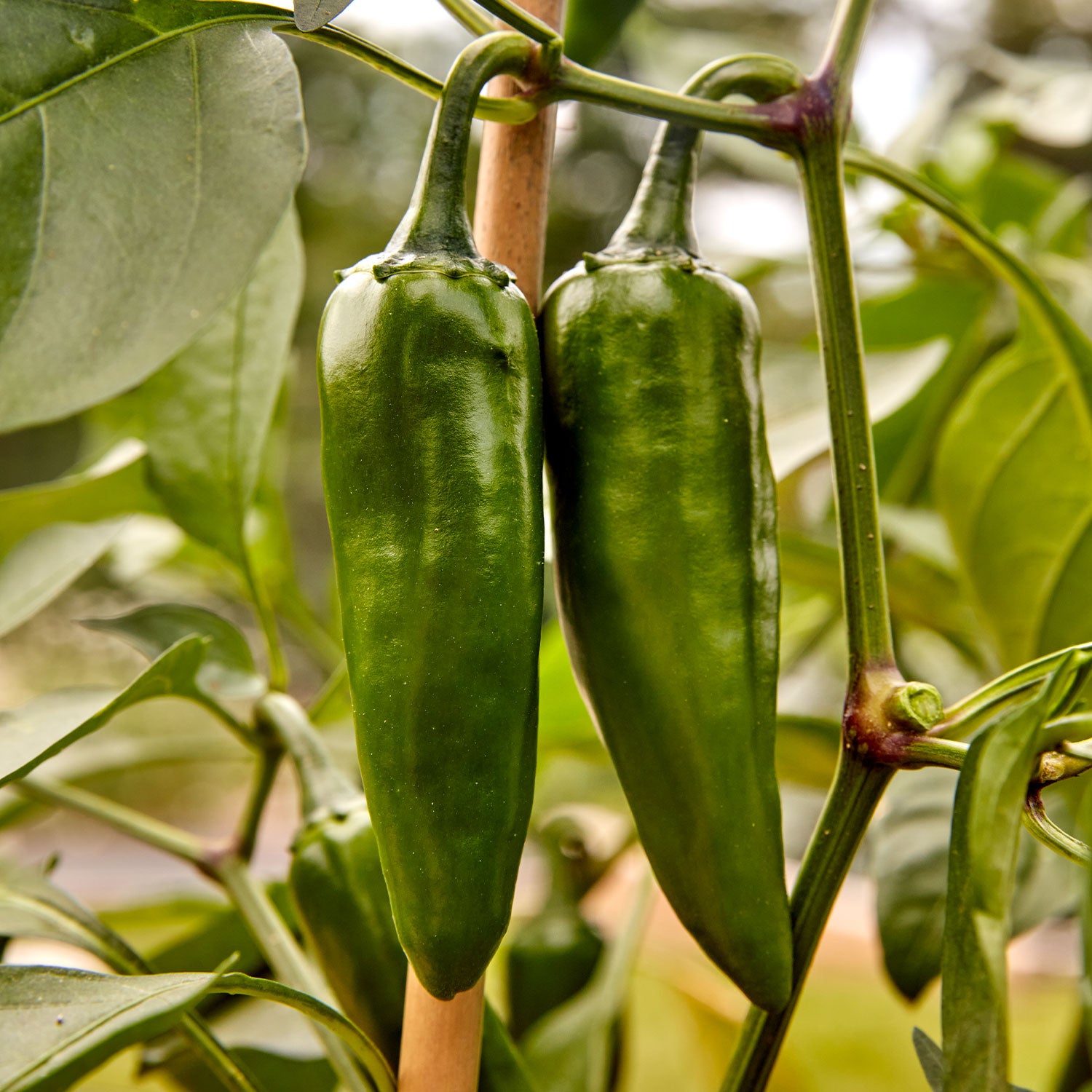 Pot-a-Peño Hot Jalapeno Pepper