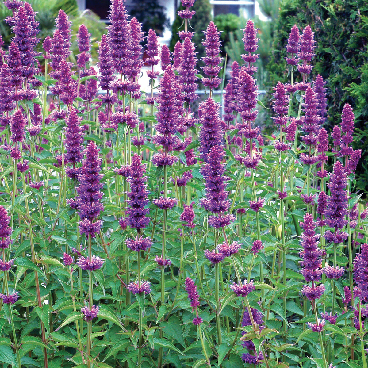 Blue Boa Agastache