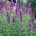 Blue Boa Agastache