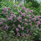 Bloomerang Dark Purple PPAF Lilac