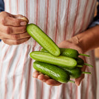 Party Time Mini Cucumber